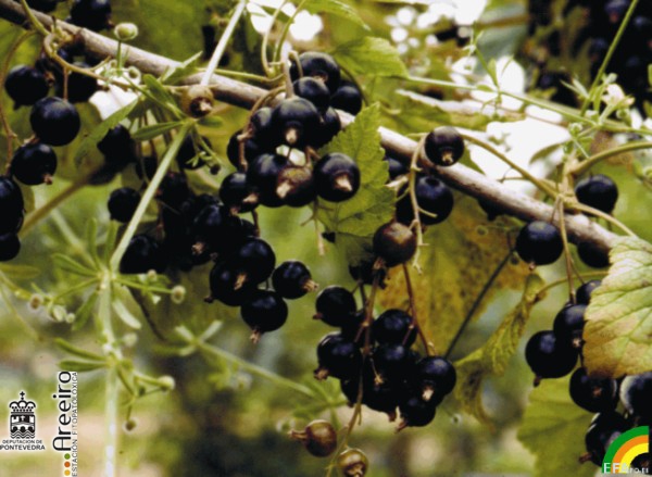 Grosella - Redcurrant - Grosella (Ribes sp.) >> Grosella (Ribes sp.) - Grosella negra madura.jpg